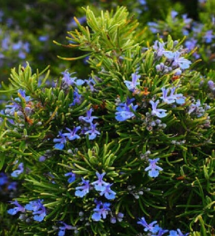 FRA0002 - FRAG 1ML ORIENTAL ALECRIM LE BLANC