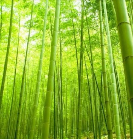 FRA0003 - FRAG 1ML ORIENTAL BROTO DE BAMBOO