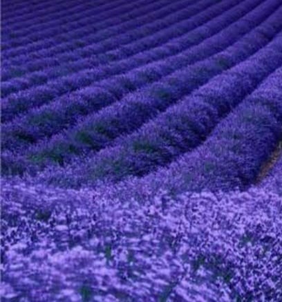 FRA0008 - FRAG 1ML ORIENTAL LAVANDA INGLESA