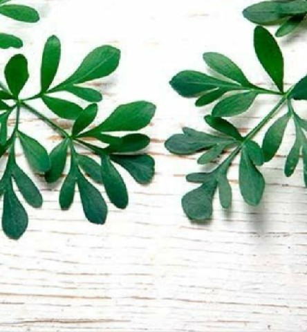 FRA0009 - FRAG 1ML CITRICO ARRUDA