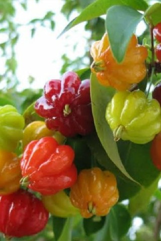 FRA0010 - FRAG 1ML CITRICO PITANGA