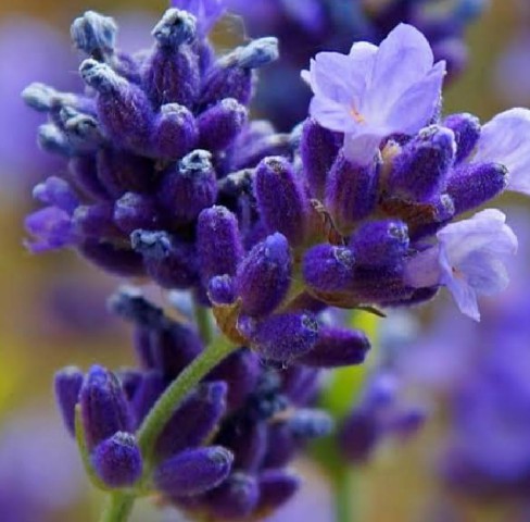 FRA0016 - FRAG 1ML ORIENTAL ALFAZEMA TOP