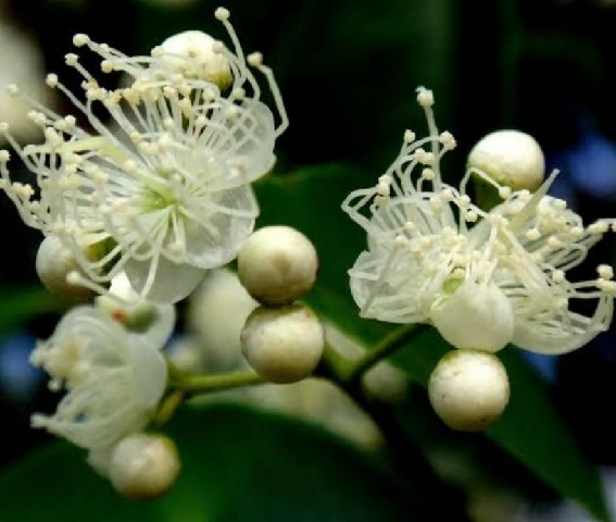 FRA0017 - FRAG 1ML CITRICO PITANGA NEGRA