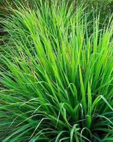 FRA0018 - FRAG 1ML CITRICO CAPIM LIMAO