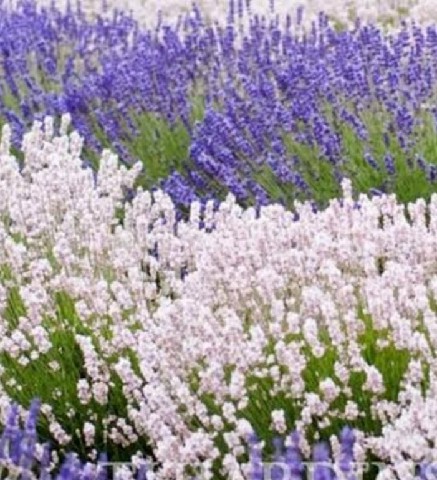 FRA0021 - FRAG 1ML ORIENTAL ALFAZEMA GARRAO