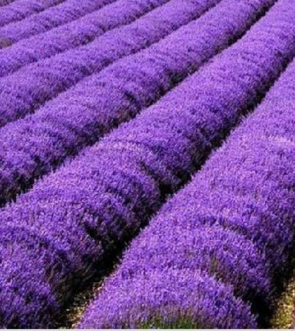 FRA0022 - FRAG 1ML ORIENTAL LAVANDA BRANCA