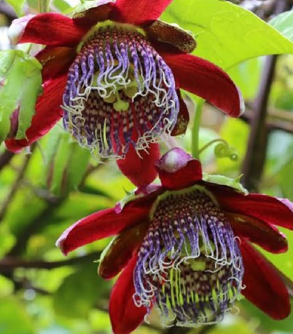 FRA0023 - FRAG 1ML FLORAL FLOR DE MARACUJA E ALECRIM