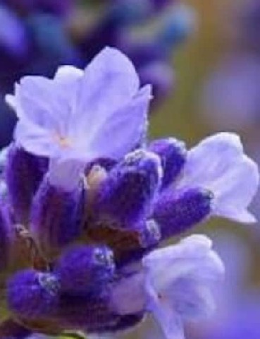 OVE0005 - OLEO VEGETAL 1ML DE ALFAZEMA