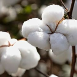 OVE0006 - OLEO VEGETAL 1ML DE ALGODÃO