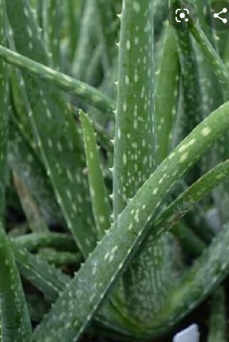 OVE0007 - OLEO VEGETAL 1ML DE ALOE VERA