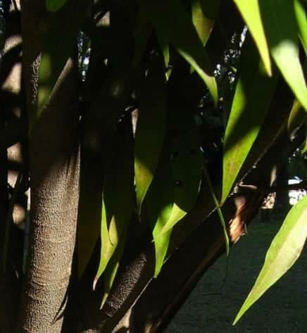 OVE0008 - OLEO VEGETAL 1ML DE ANDIROBA