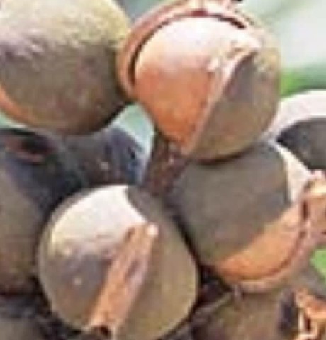 OVE0009 - OLEO VEGETAL 1ML DE BURITI