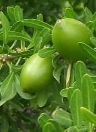 OVE0010 - OLEO VEGETAL 1ML DE ARGAN