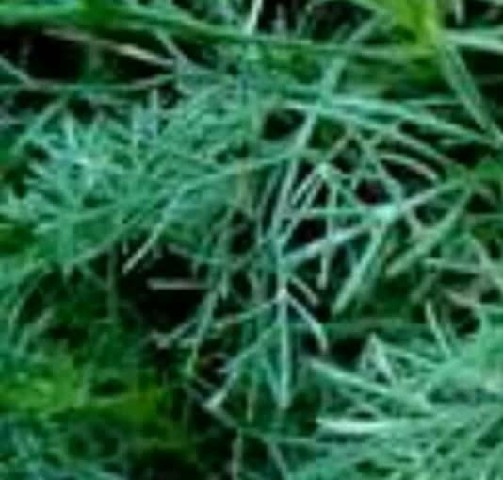 OVE0012 - OLEO VEGETAL 1ML DE CANFORA