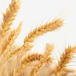 OVE0015 - OLEO VEGETAL 1ML DE GERMEM DE TRIGO